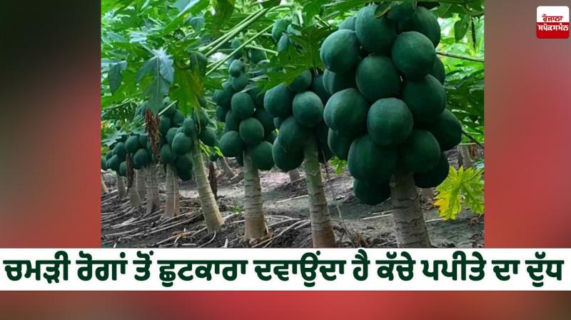 Raw papaya milk cures skin diseases Health News Raw papaya milk cures skin diseases Health News