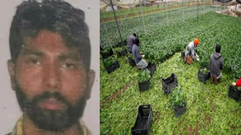 Italy: The owner of the agricultural company was arrested in the case of the death of a Punjabi farm worker Italy: The owner of the agricultural company was arrested in the case of the death of a Punjabi farm worker