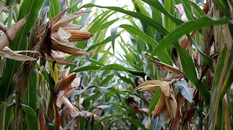Lockdown Maize cultivation farmers condition