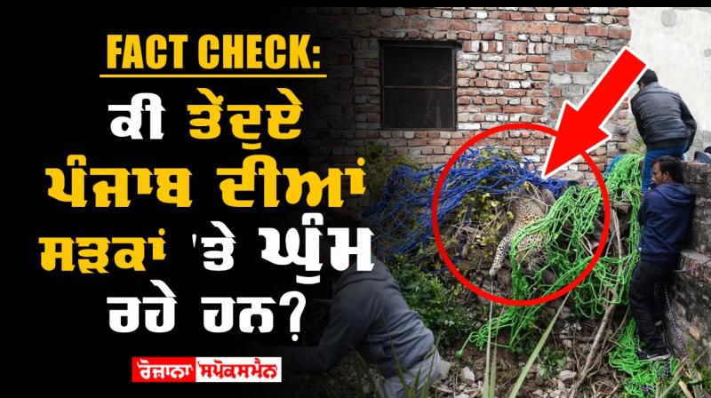 Fact Check: Are Leopards Roaming Streets Of Punjab Amid Lockdown? Fact Check: Are Leopards Roaming Streets Of Punjab Amid Lockdown?