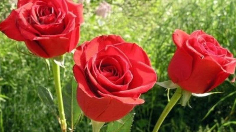 Rose Cultivation Rose Cultivation