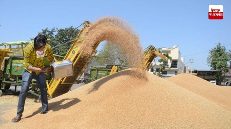 Wheat procurement in Punjab to begin from today News in punjabi Wheat procurement in Punjab to begin from today News in punjabi