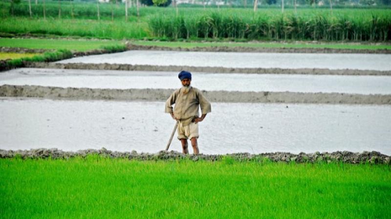 Punjab Agriculture