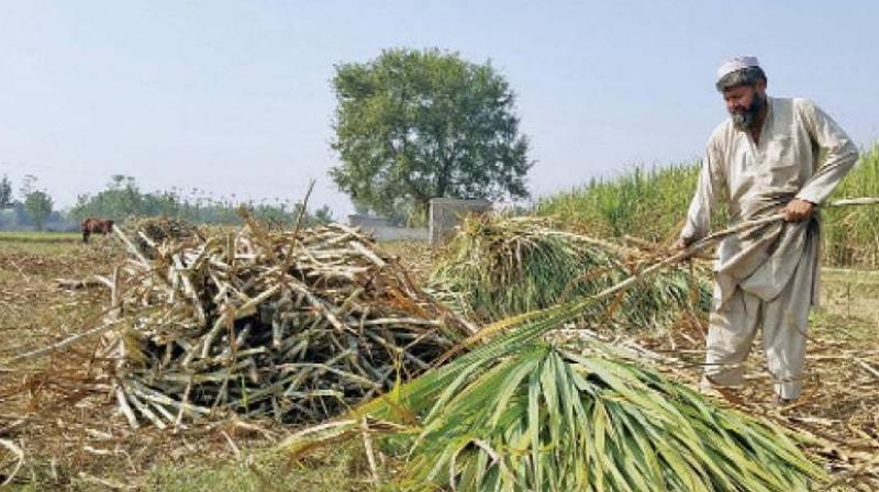 Major pests of sugarcane crop and preventive measures