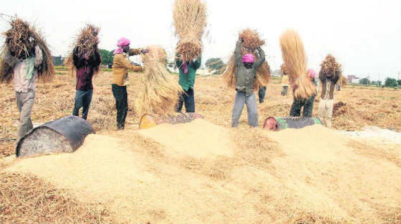 Paddy procurement begins in Punjab Paddy procurement begins in Punjab