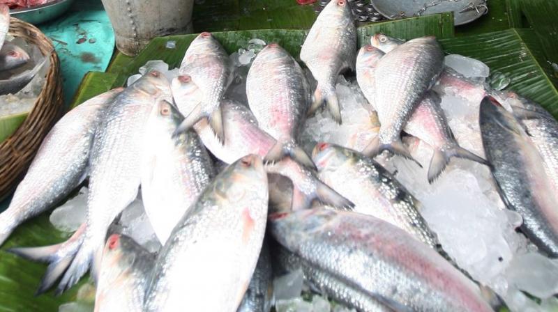 Hisla Fish Hisla Fish