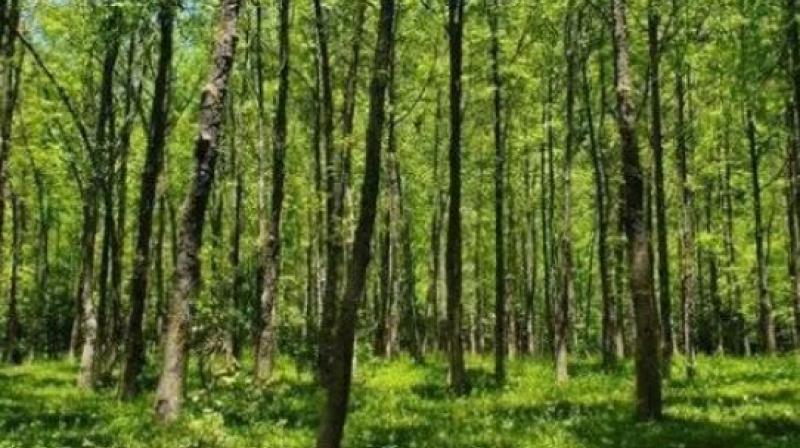 forest