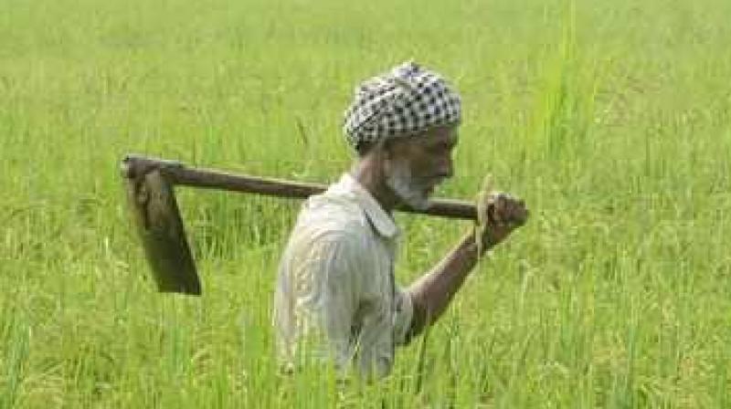 Farmer Farmer