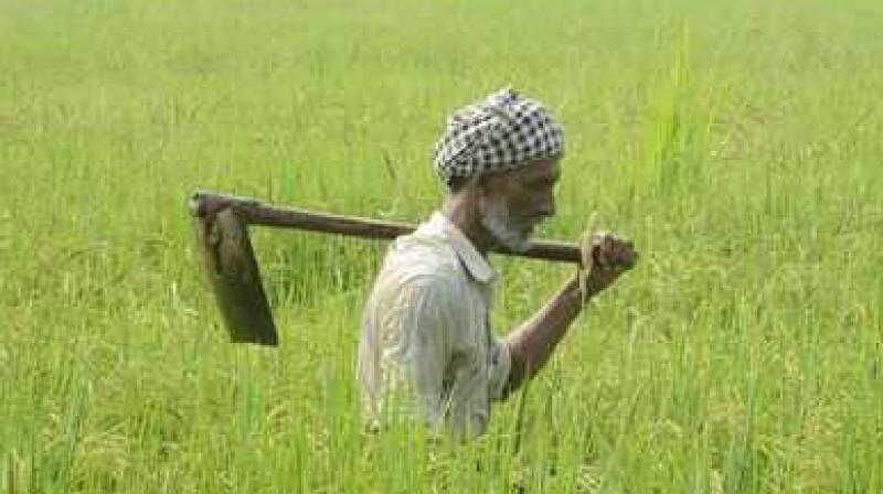 Farmer Farmer