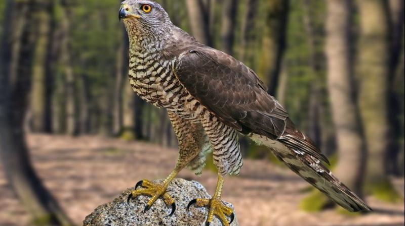 punjab state national bird punjab state national bird