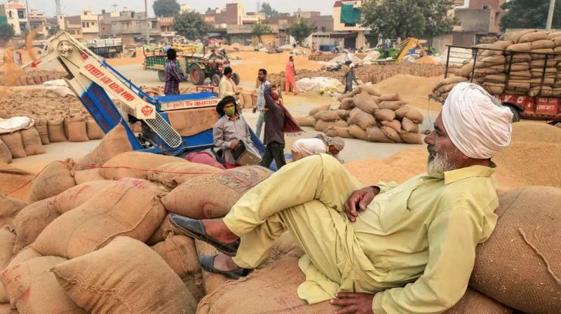 Paddy procurement in Punjab starts from tomorrow Paddy procurement in Punjab starts from tomorrow