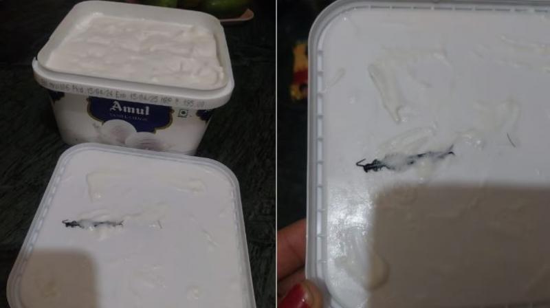 Centipede In Ice-Cream Centipede In Ice-Cream
