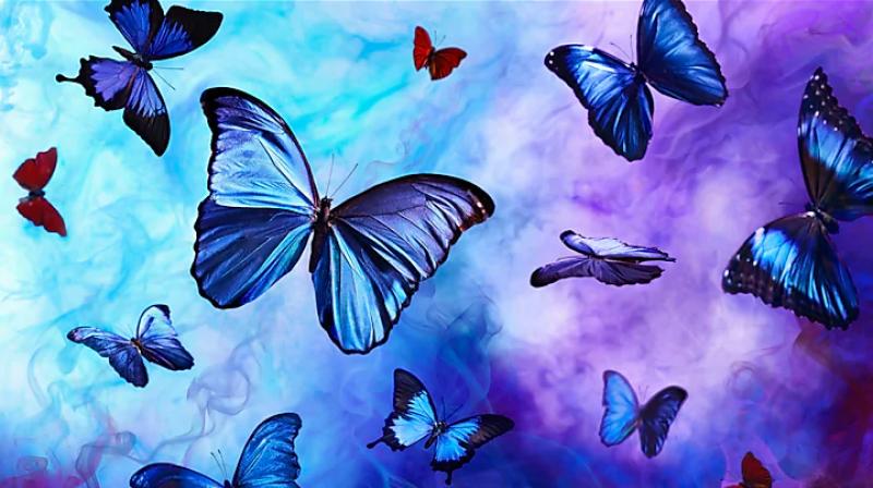 66 species of butterflies found in delhi ncr