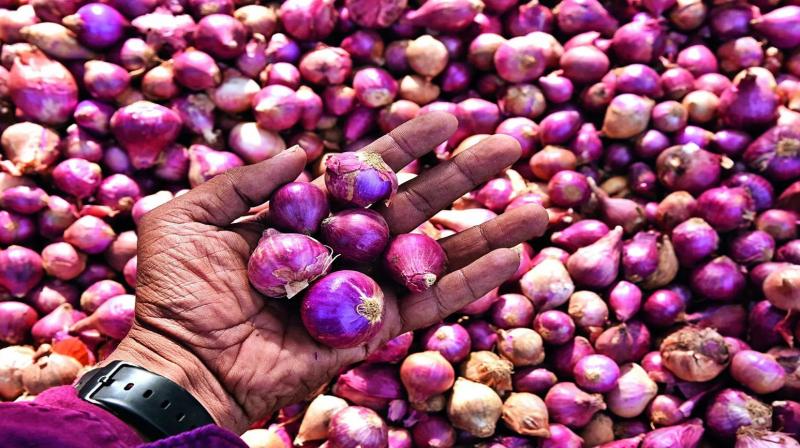 Onion Export Onion Export