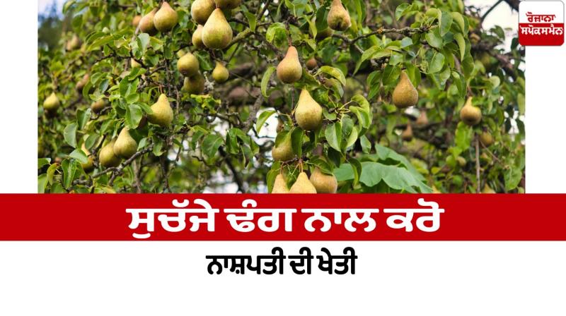 Cultivate pears properly Faming News