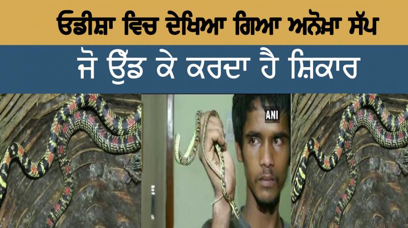 odisha flying snake was seized from possession of a man in bhubaneswar viral-video