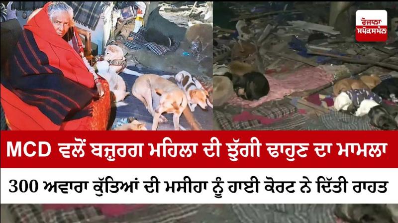 Delhi HC Issues Stay Order After MCD Action Leaves Dogs, Elderly Caretaker Homeless Delhi HC Issues Stay Order After MCD Action Leaves Dogs, Elderly Caretaker Homeless