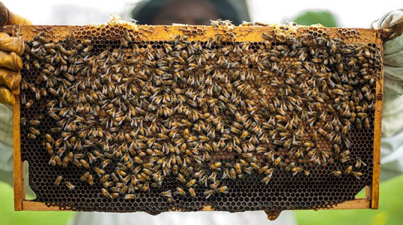 Beekeeping is an important source of income