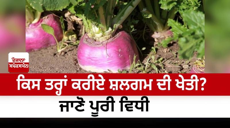 How to do turnip farming? 