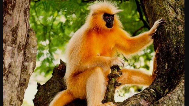 Golden Langur Golden Langur