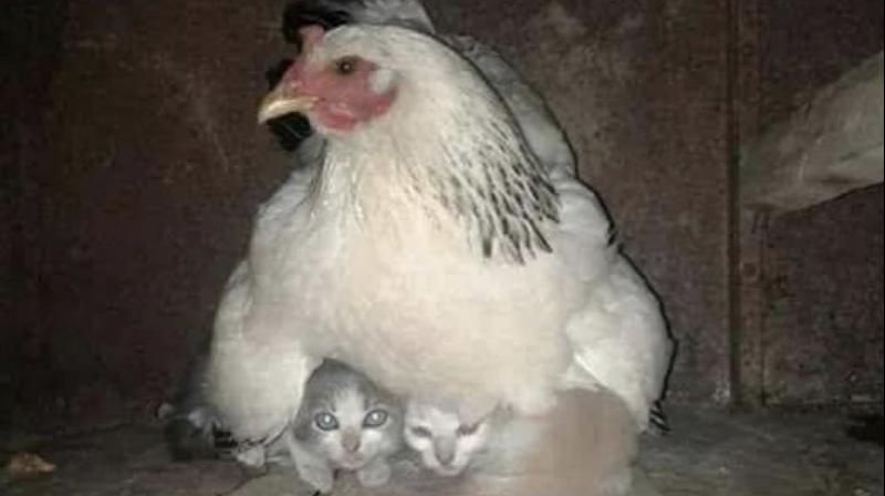 Heartwarming Viral Picture: Hen protects kittens during storm 