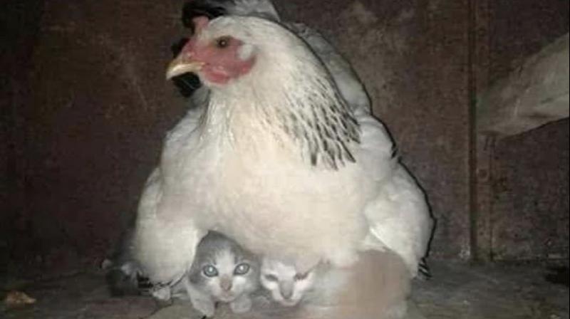 Heartwarming Viral Picture: Hen protects kittens during storm Heartwarming Viral Picture: Hen protects kittens during storm