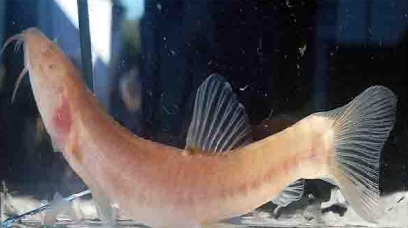 Fish species discovered in meghalaya Fish species discovered in meghalaya
