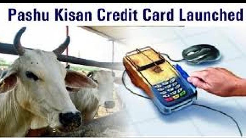  cattle farmer credit card