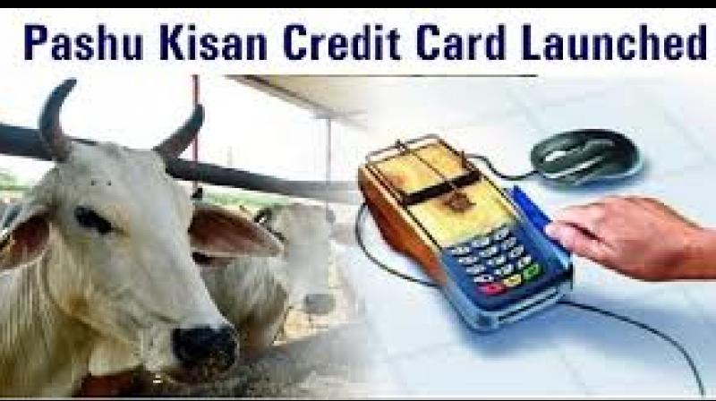 cattle farmer credit card cattle farmer credit card