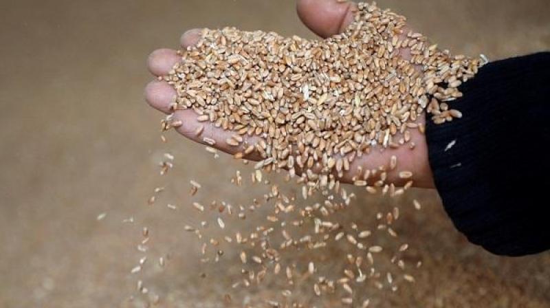 India to send 20,000 MT of wheat to Afghanistan via Chabahar India to send 20,000 MT of wheat to Afghanistan via Chabahar