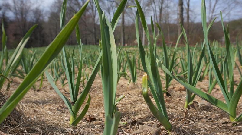 Garlic Farming Garlic Farming