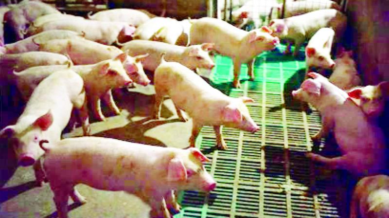 Pigs Pigs