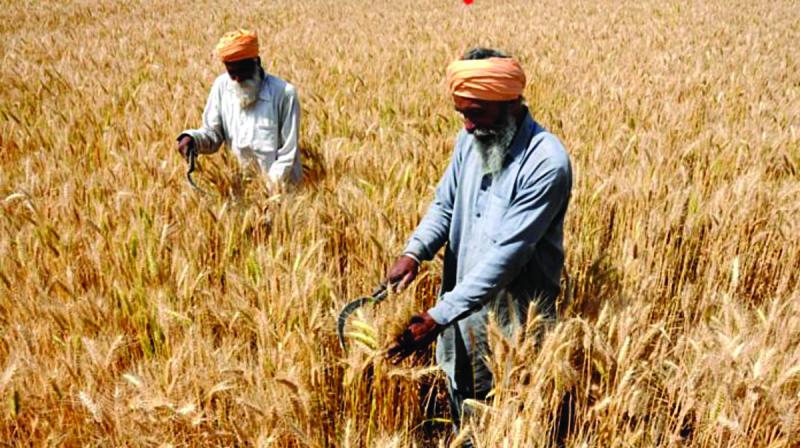 Farmers Farmers