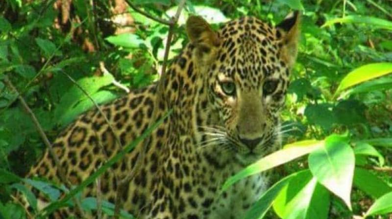 Wildlife Survey claims 22 species of wildlife disappear in India Wildlife Survey claims 22 species of wildlife disappear in India