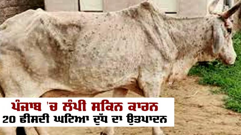 Milk production decreased by 20 percent due to lumpy skin in Punjab