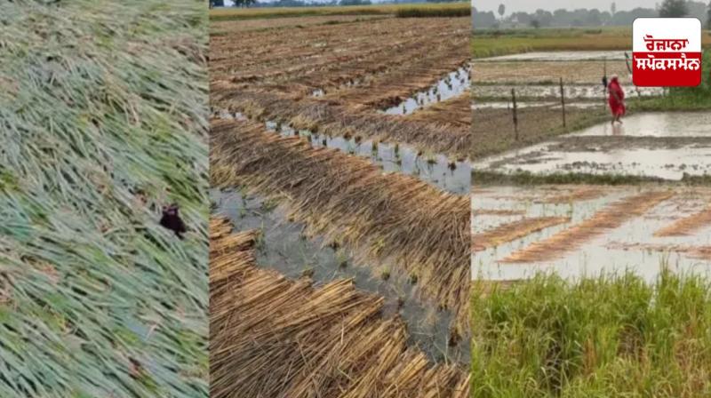 Cyclone Montha in Uttar Pradesh increases farmers' concerns Cyclone Montha in Uttar Pradesh increases farmers' concerns