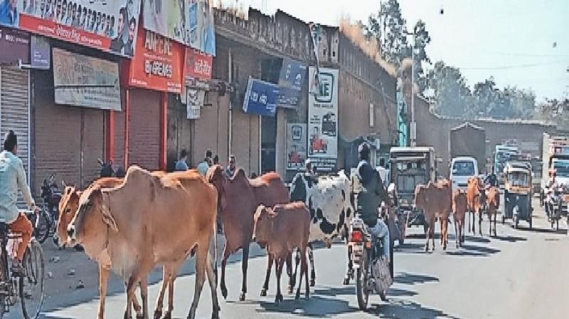 Punjab News: Accidents happening due to stray animals in Punjab, High Court issued orders Punjab News: Accidents happening due to stray animals in Punjab, High Court issued orders