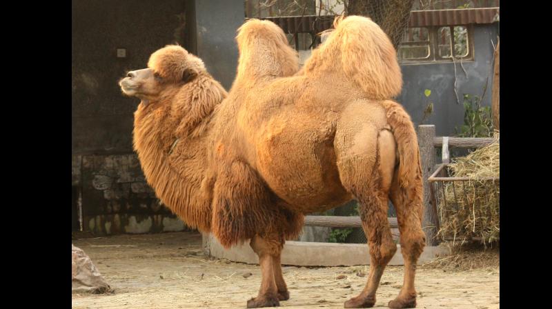Humped camels