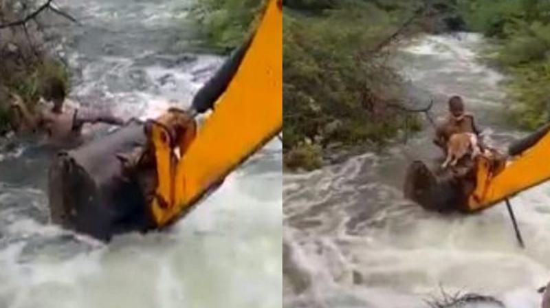 Rescues a dog Rescues a dog