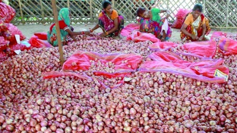 Onions Onions