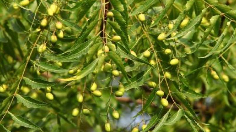 Neem Neem