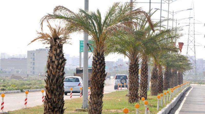 Palm tree beautification case in Amritsar: MLA Kunwar Vijay Pratap wrote a letter to vigilance for investigation Palm tree beautification case in Amritsar: MLA Kunwar Vijay Pratap wrote a letter to vigilance for investigation