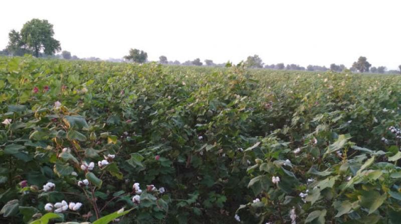 Cotton crop damage due to heat Cotton crop damage due to heat