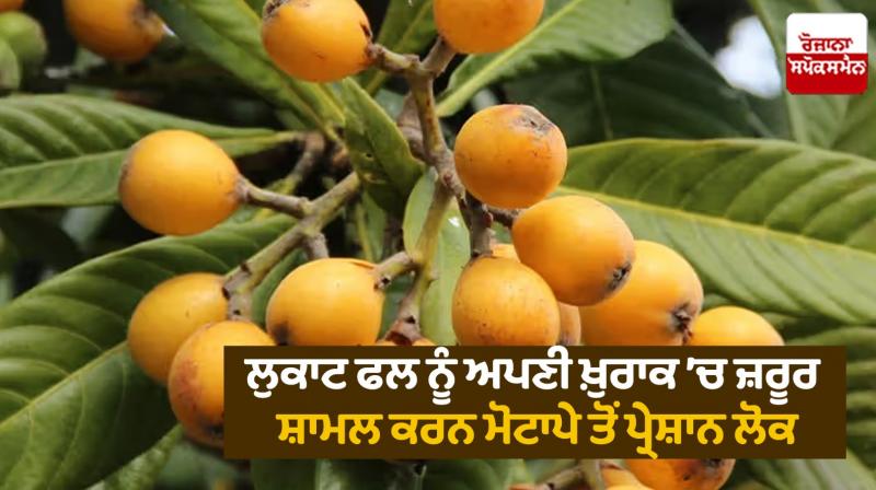 Surprising Benefits of Loquats Surprising Benefits of Loquats