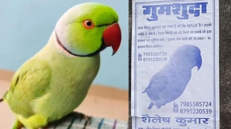Pet parrot missing in Ayodhya Pet parrot missing in Ayodhya