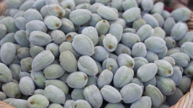 Green almonds help in weight loss