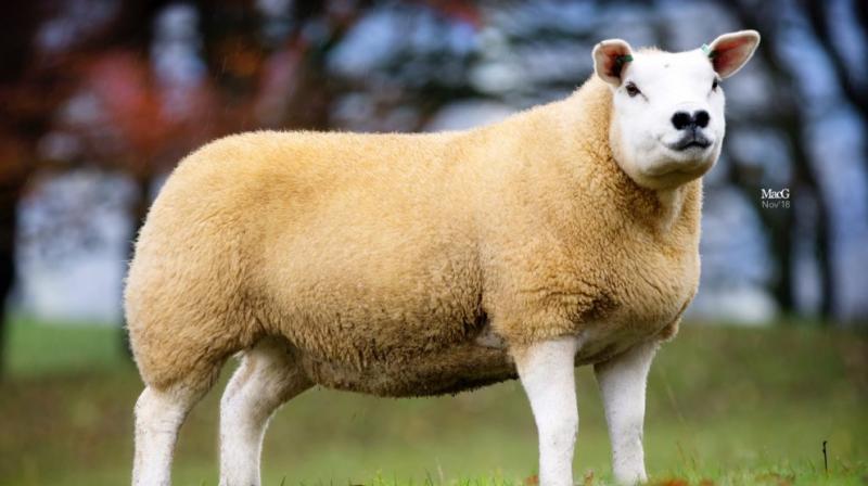 Texel sheep