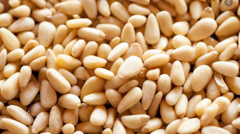 Chilgoza prevents serious diseases Chilgoza prevents serious diseases