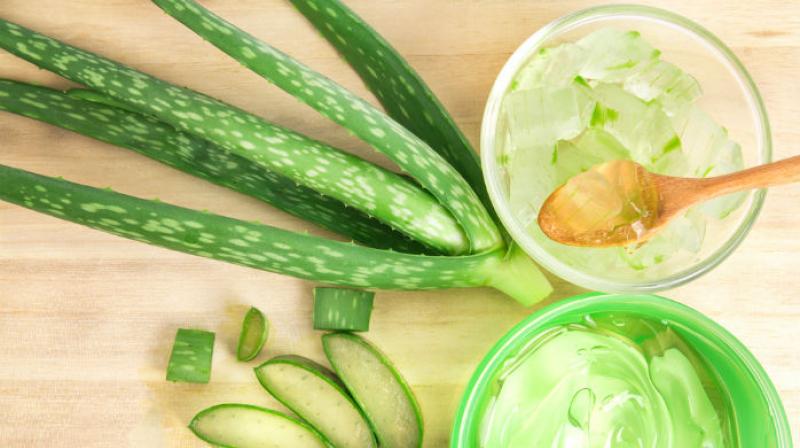 Aloe Vera Aloe Vera