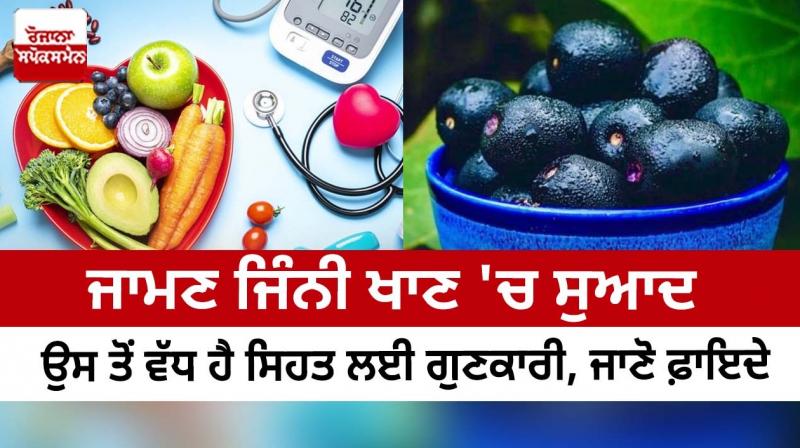 Java Plum is beneficial for health more than it tastes good, know the benefits Java Plum is beneficial for health more than it tastes good, know the benefits